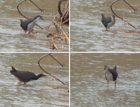 White-breasted Waterhen - ML625902158