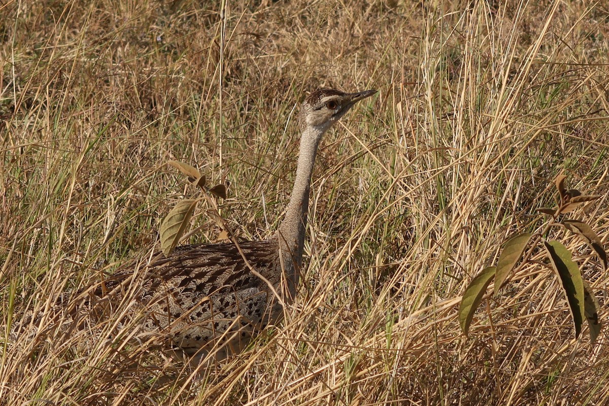 White-bellied Bustard - ML625902159