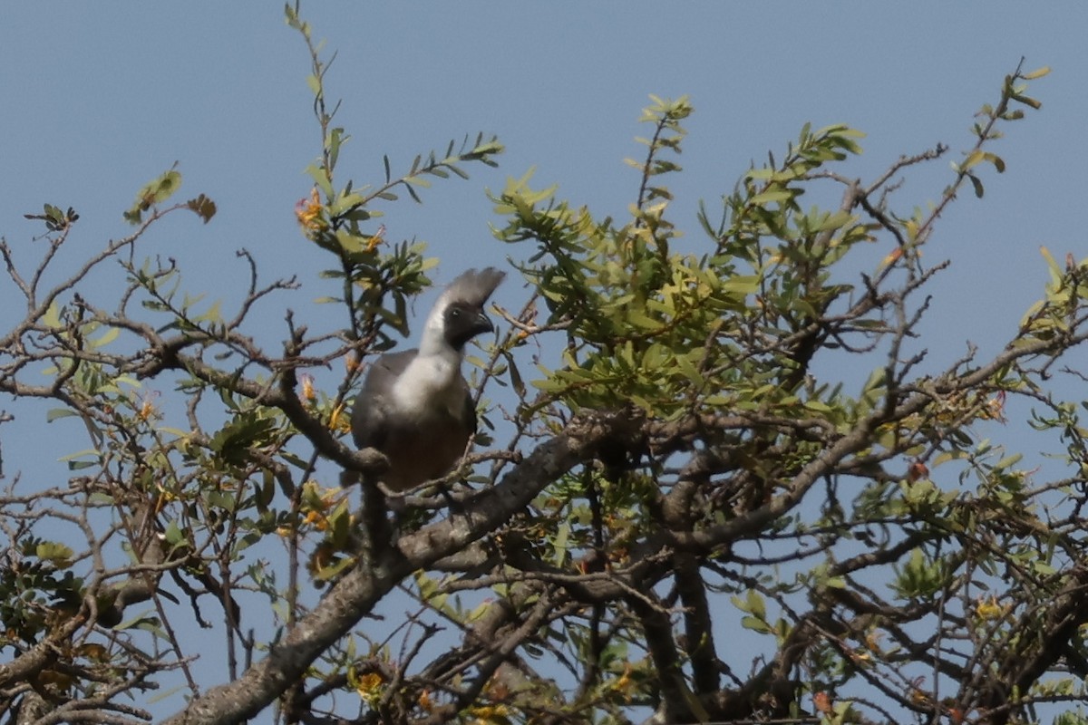 Bare-faced Go-away-bird - ML625902183