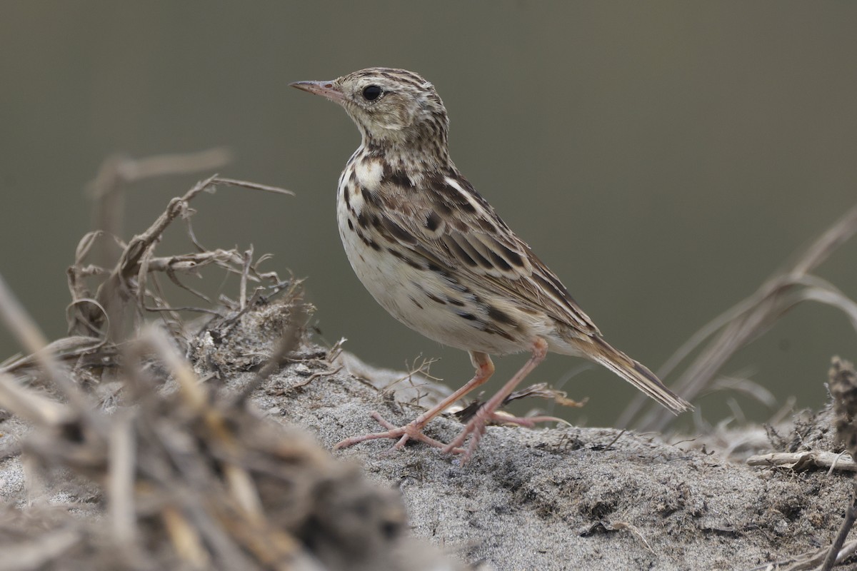 Peruvian Pipit - ML625902185