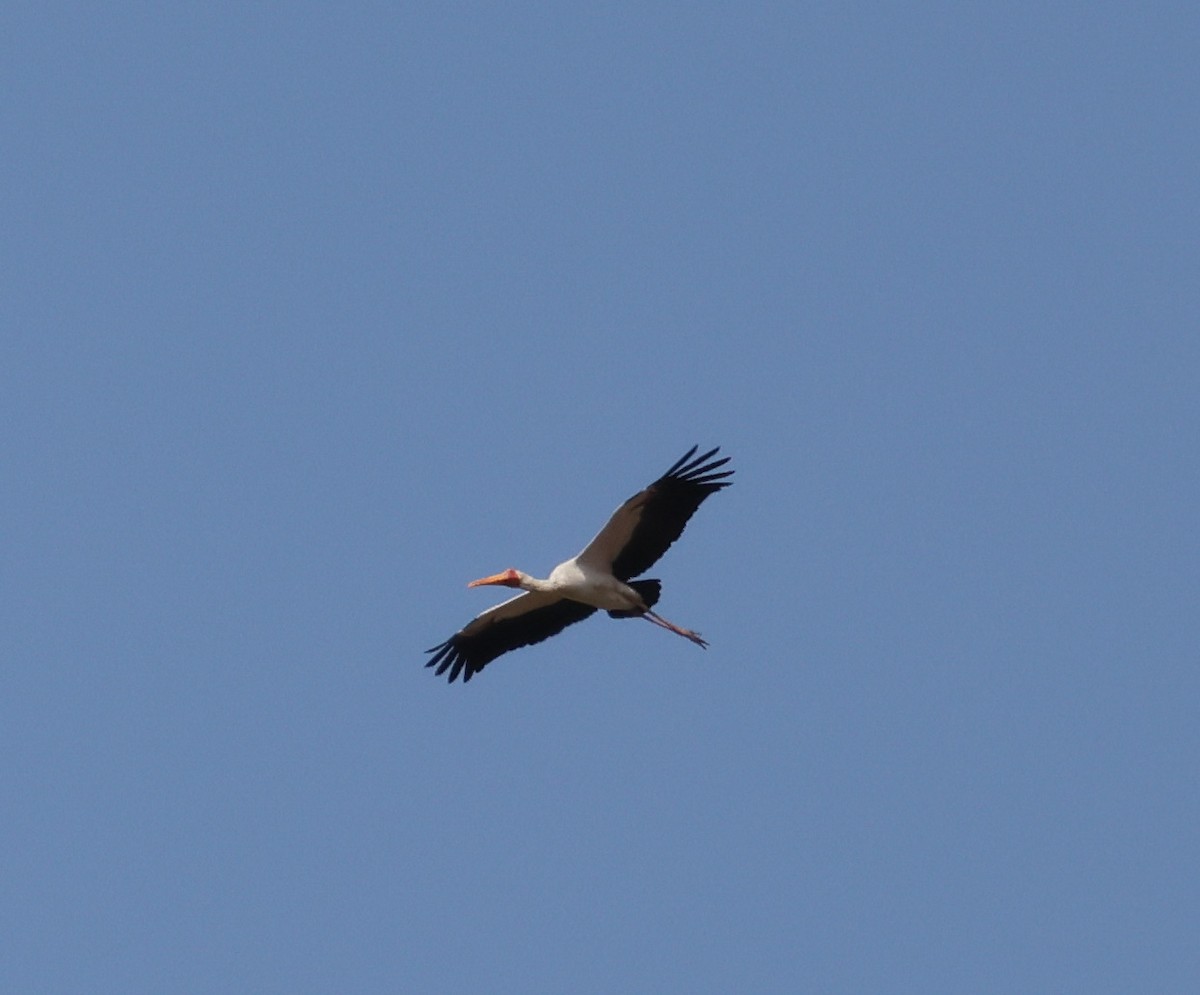 Yellow-billed Stork - ML625902216