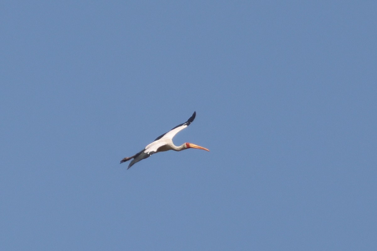 Yellow-billed Stork - ML625902217
