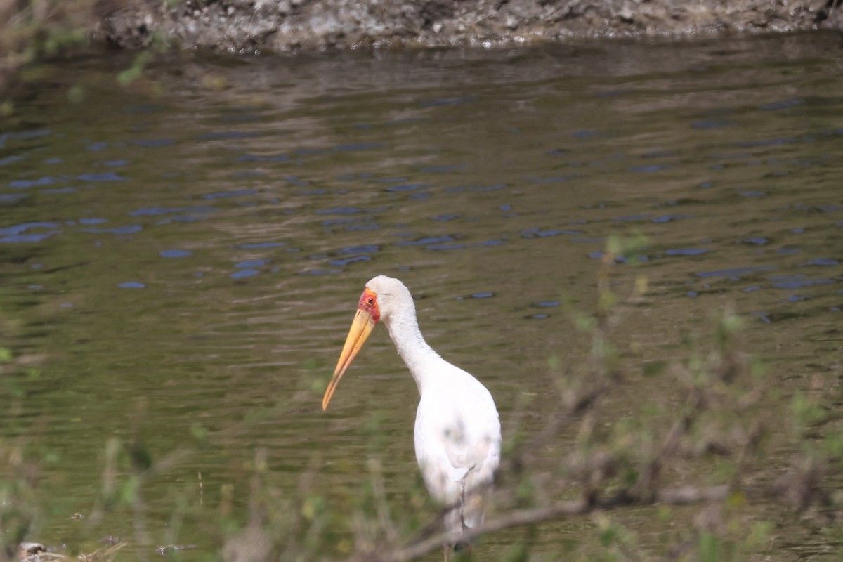 Yellow-billed Stork - ML625902218