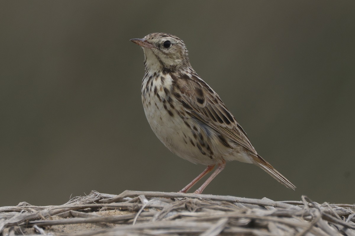 Peruvian Pipit - ML625902242