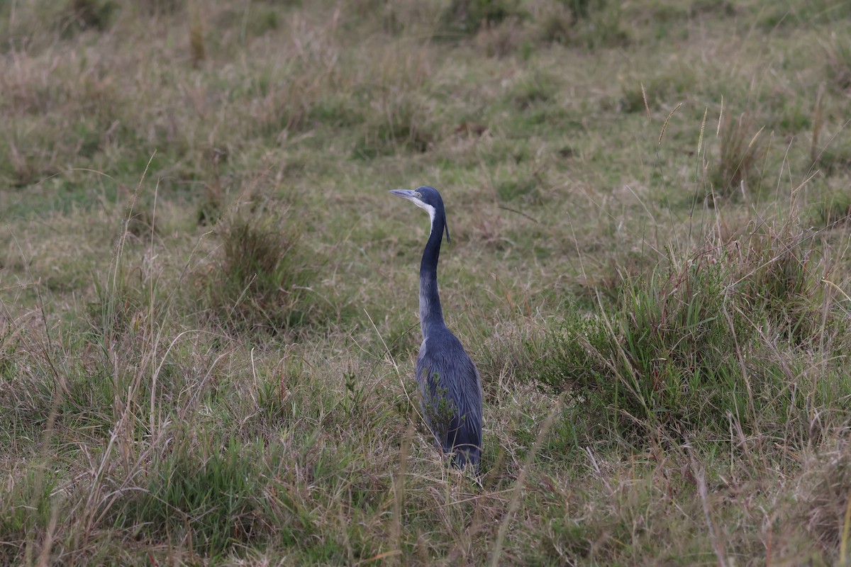 Black-headed Heron - ML625902305