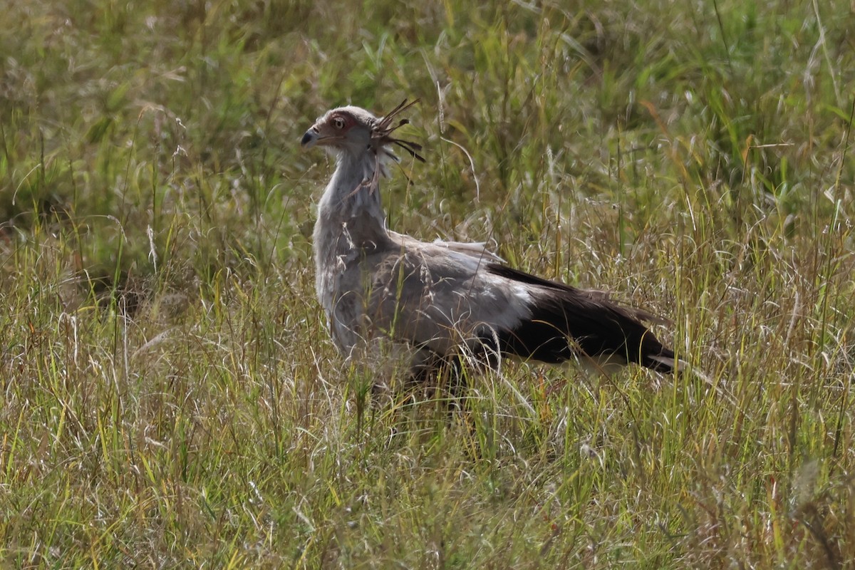 Secretarybird - ML625902352