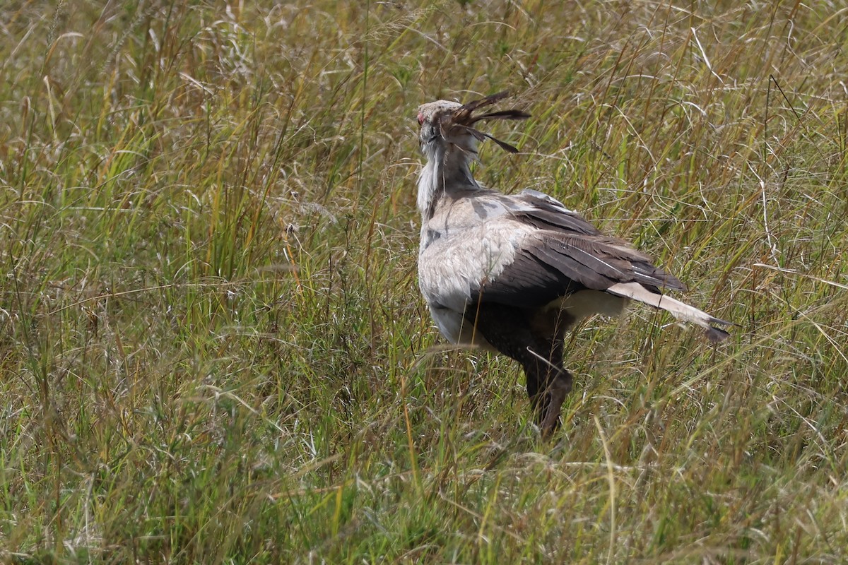 Secretarybird - ML625902353