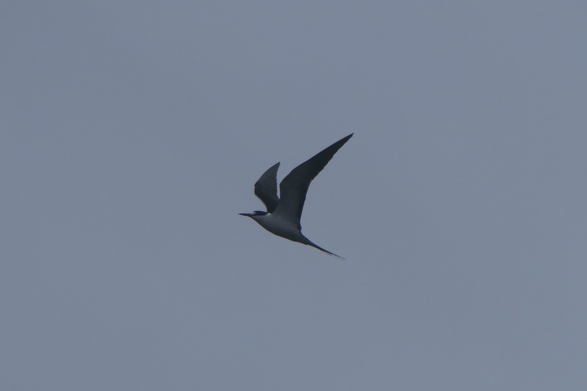 Sooty Tern - ML625902386