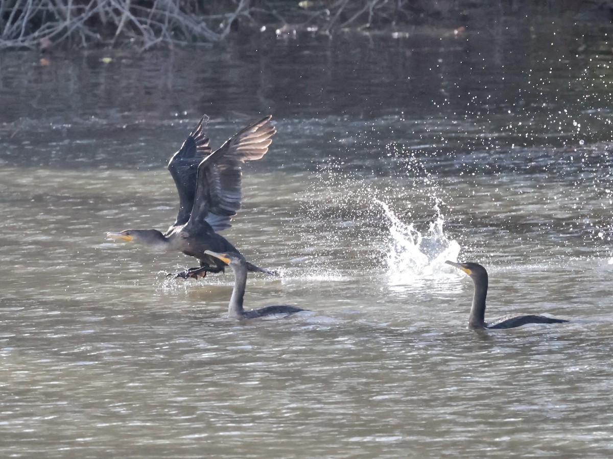 Double-crested Cormorant - ML625902387