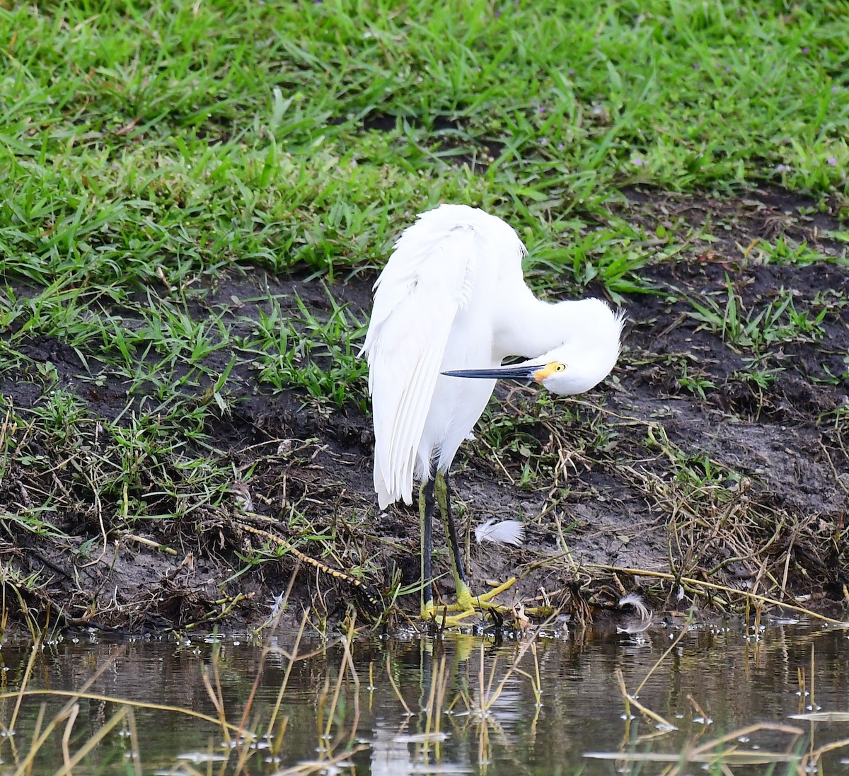 Snowy Egret - ML625902388