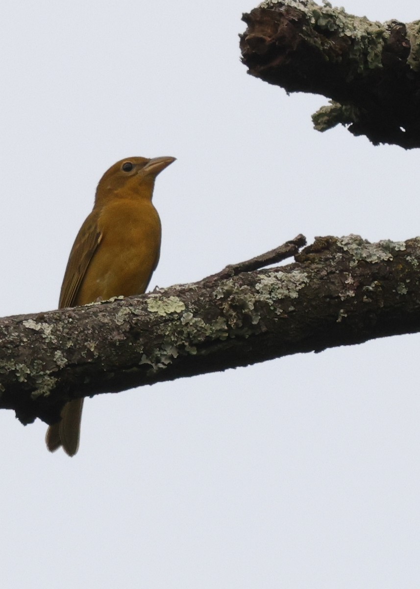 Summer Tanager - ML625902389