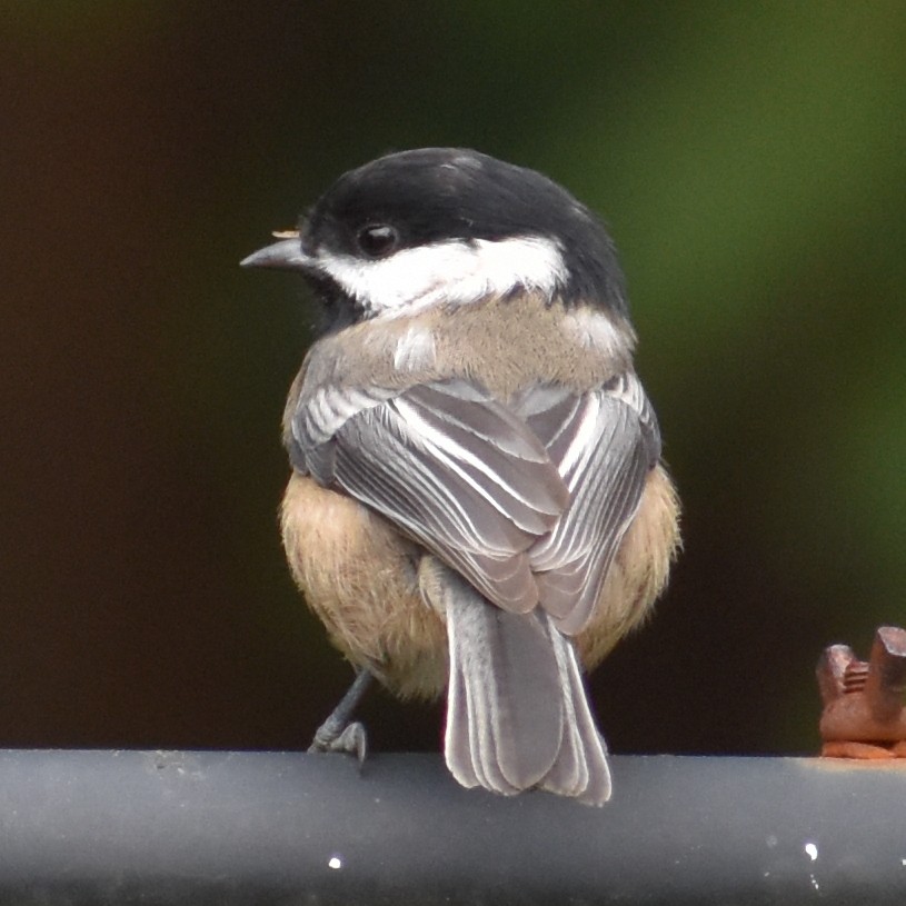 Black-capped Chickadee - ML625902390