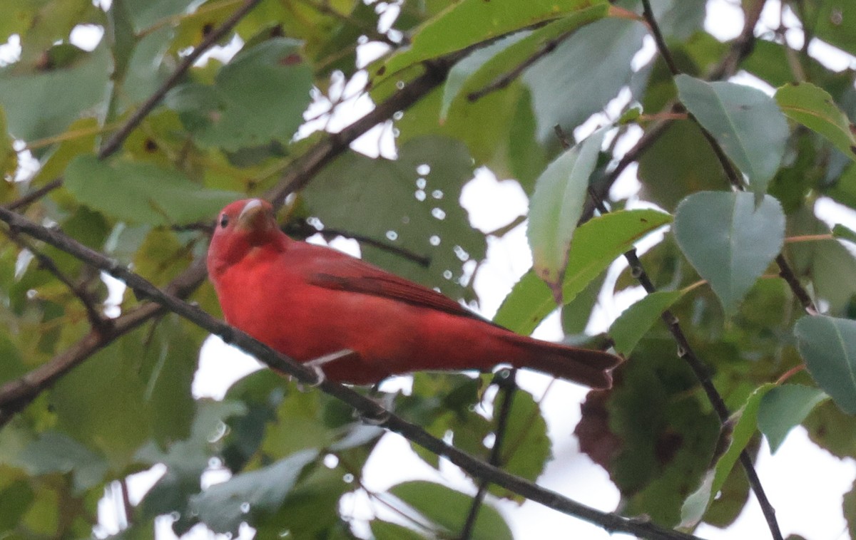 Summer Tanager - ML625902393