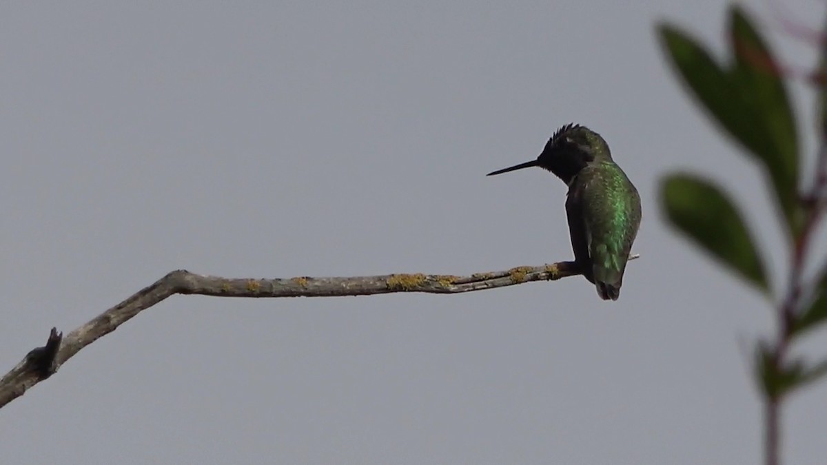 Anna's Hummingbird - ML625902395