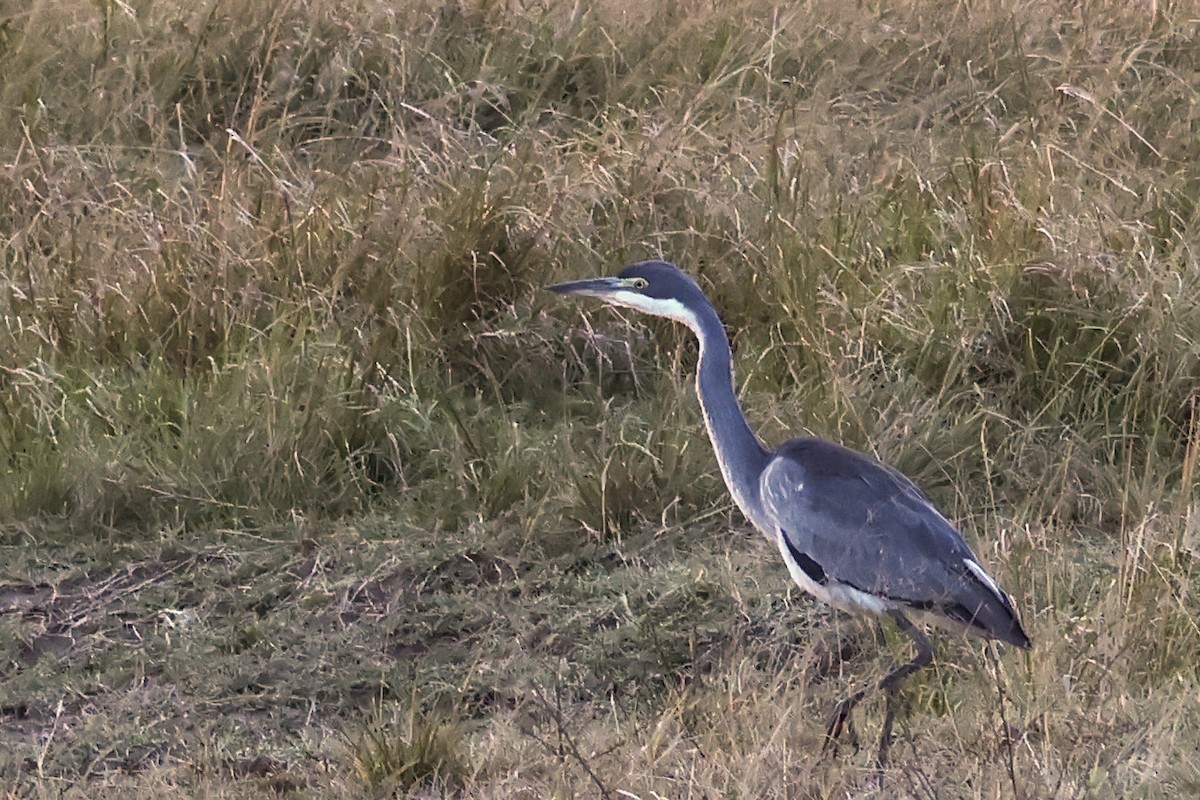 Black-headed Heron - ML625902396