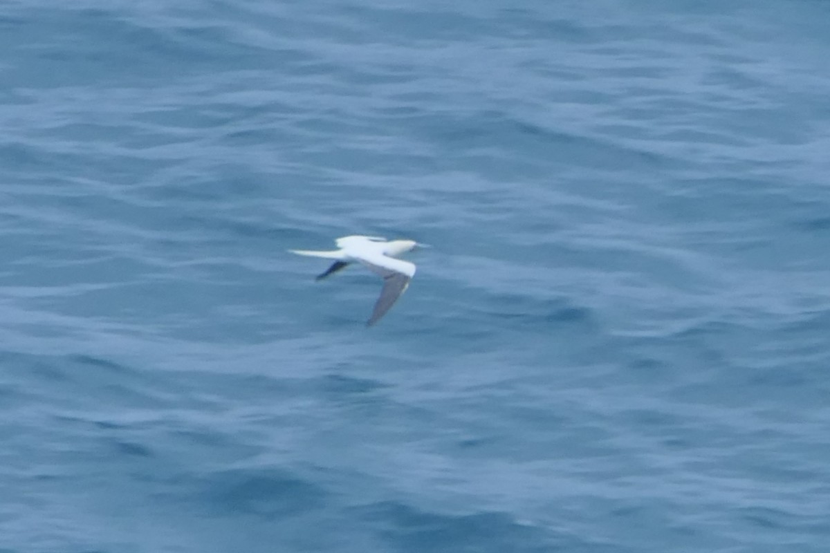 Red-footed Booby - ML625902397