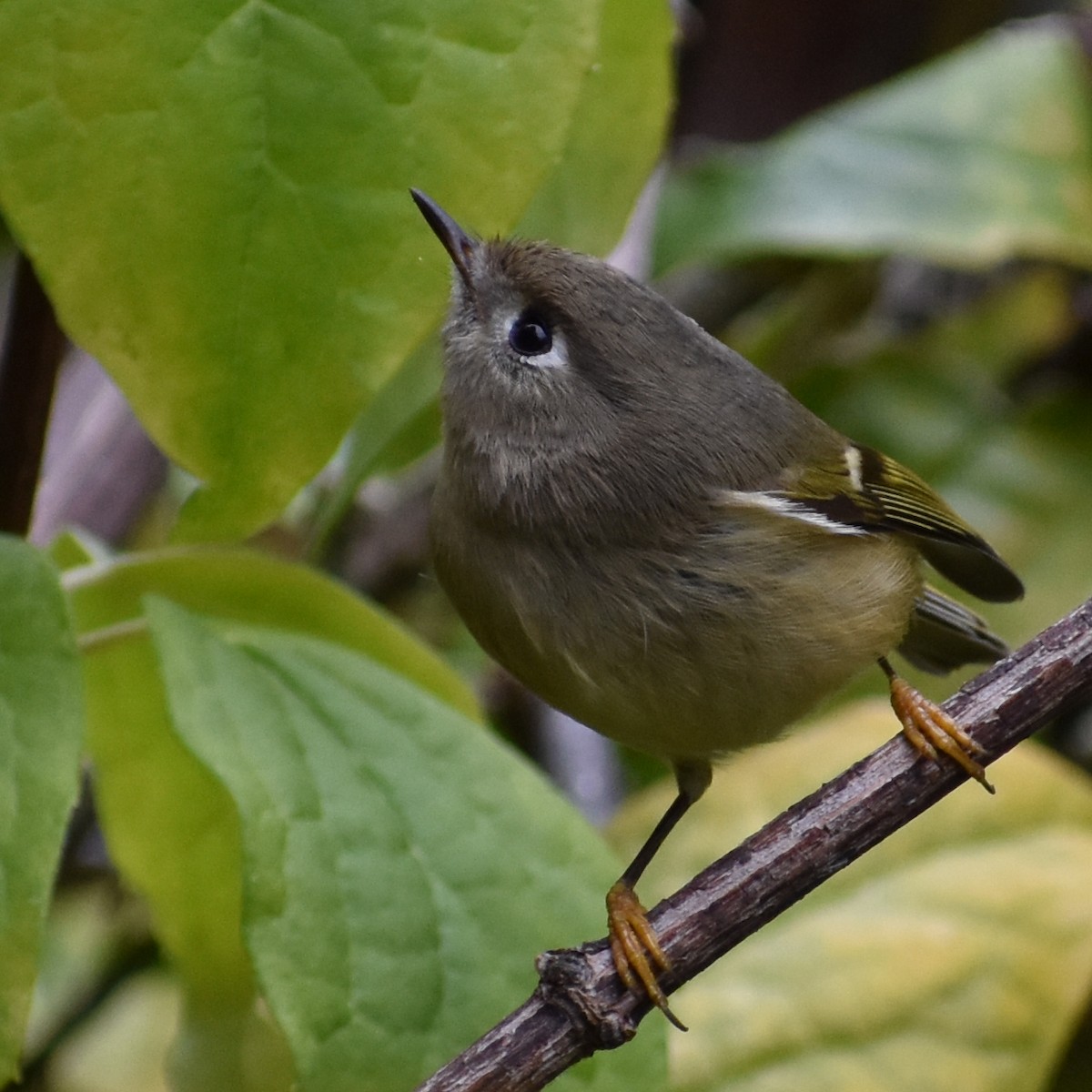 Ruby-crowned Kinglet - ML625902398