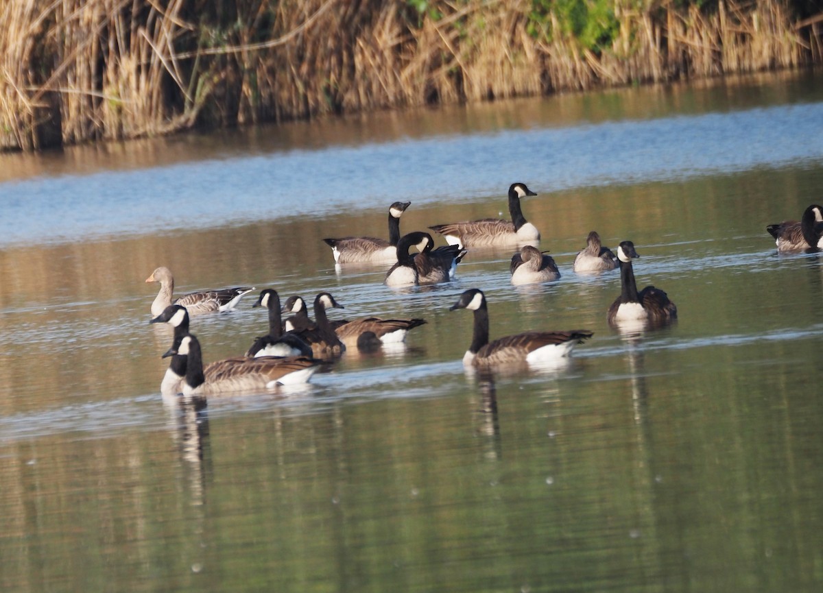 Canada Goose - ML625902400