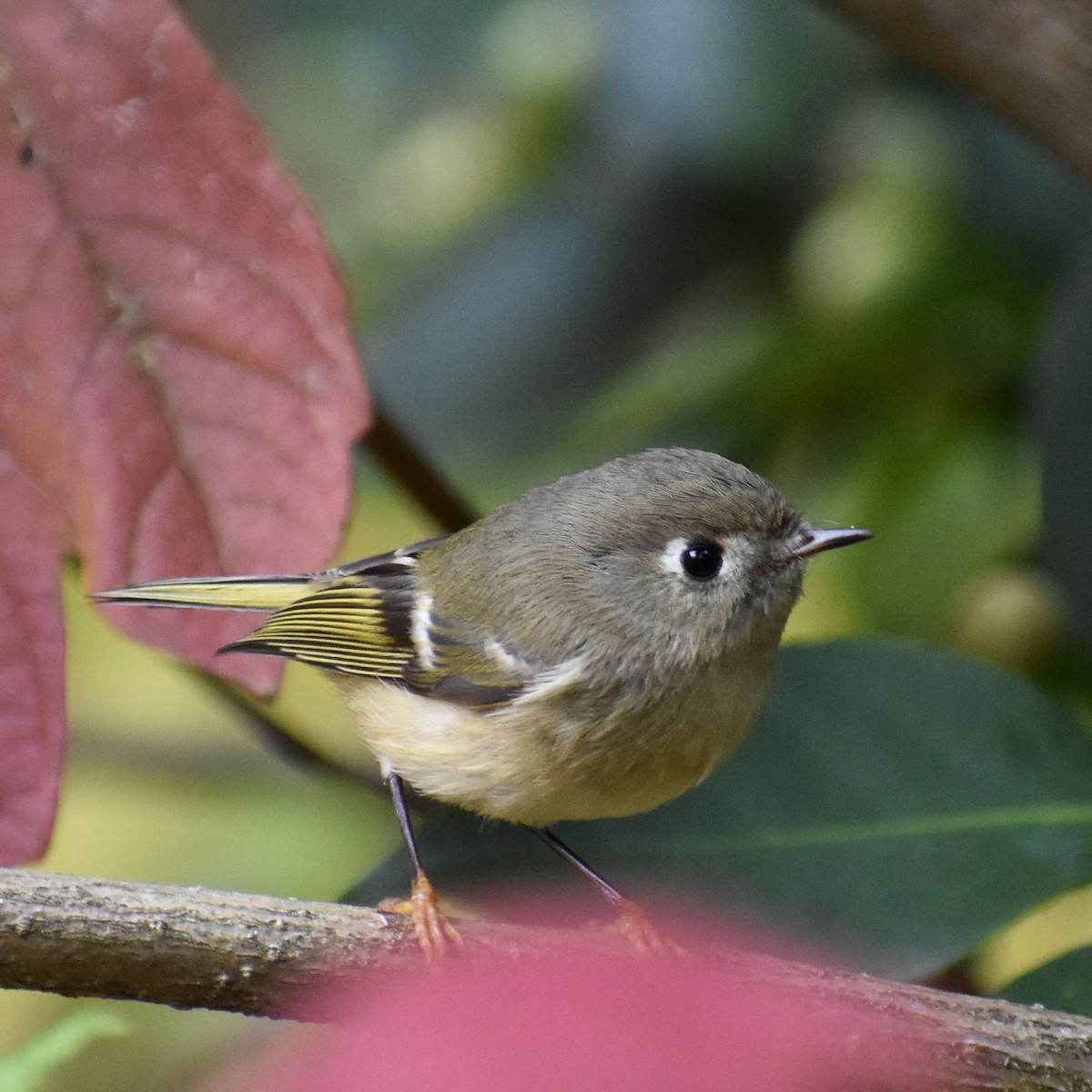 Ruby-crowned Kinglet - ML625902401