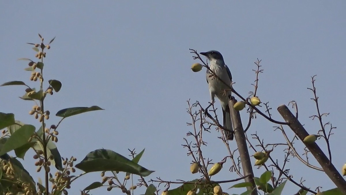 California Scrub-Jay - ML625902410