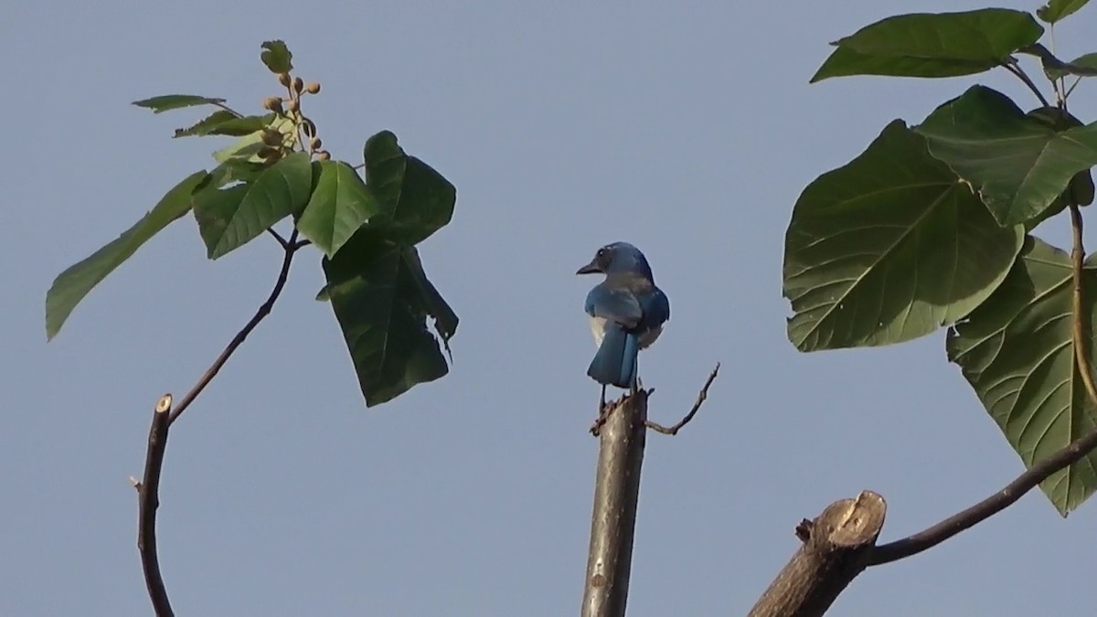 California Scrub-Jay - ML625902411