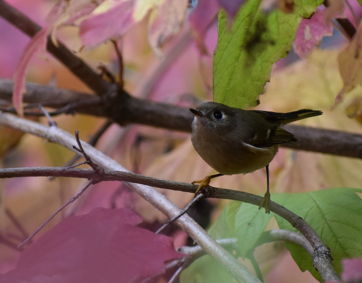 Ruby-crowned Kinglet - ML625902412