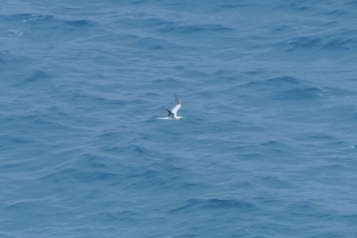 Red-footed Booby - ML625902413