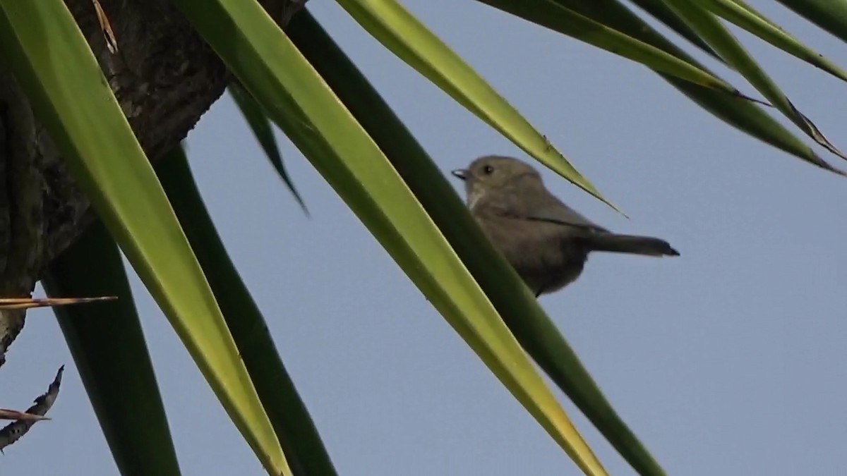 Bushtit - ML625902415