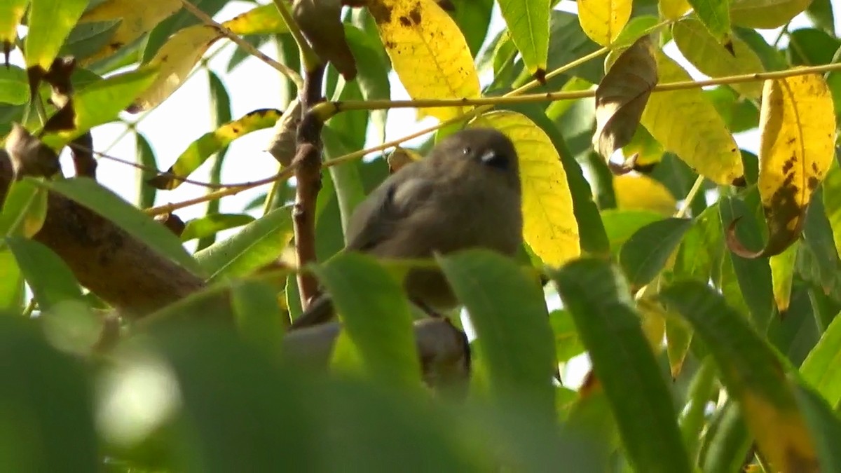 Bushtit - ML625902416