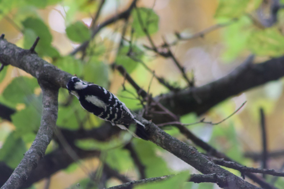 Downy Woodpecker - ML625902417