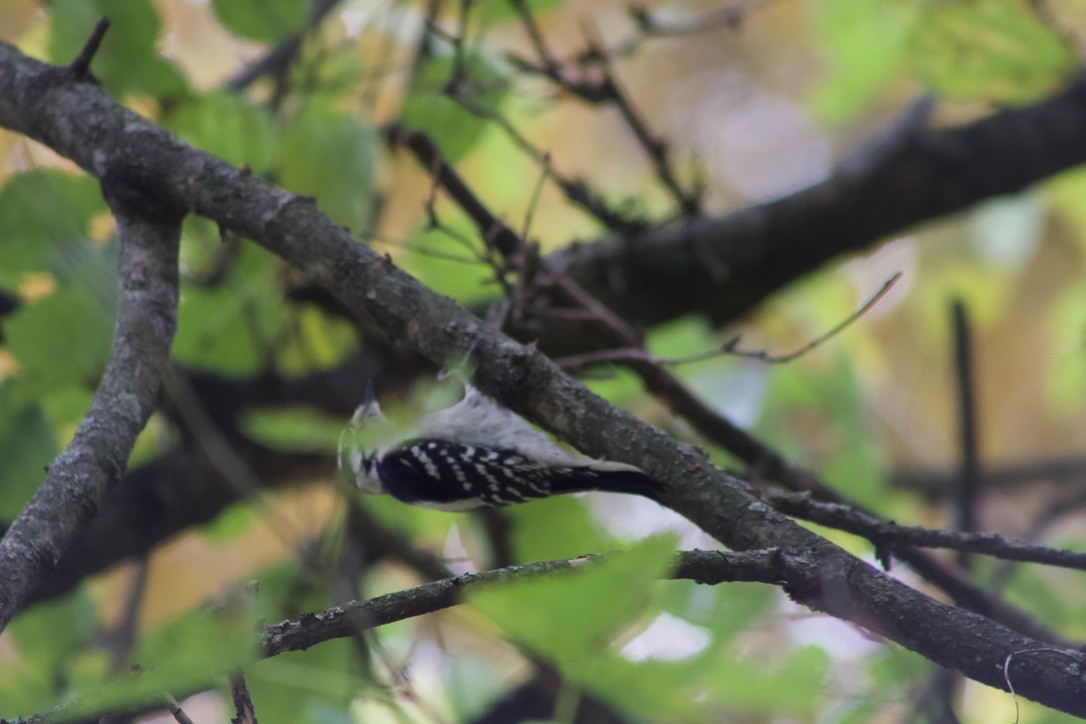 Downy Woodpecker - ML625902418