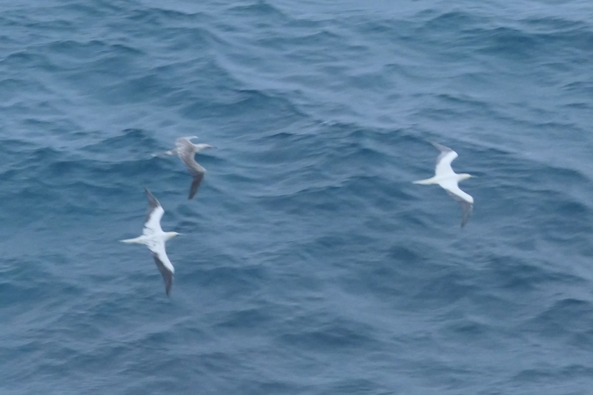 Red-footed Booby - ML625902419