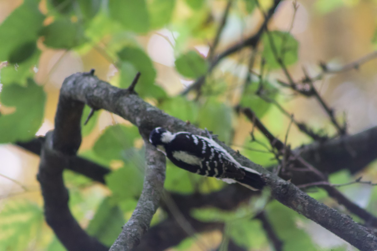 Downy Woodpecker - ML625902420