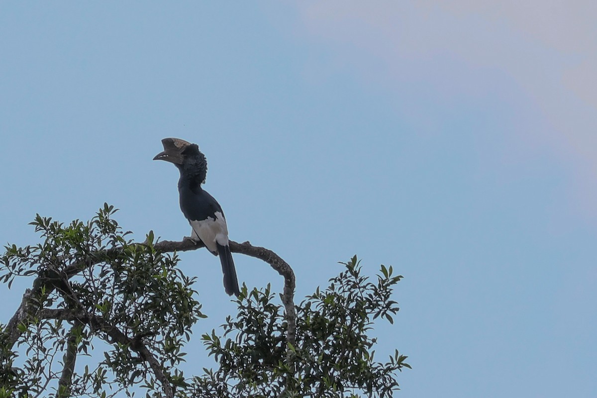 Black-and-white-casqued Hornbill - ML625902430