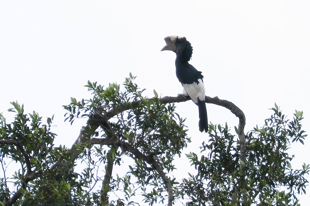 Black-and-white-casqued Hornbill - ML625902431