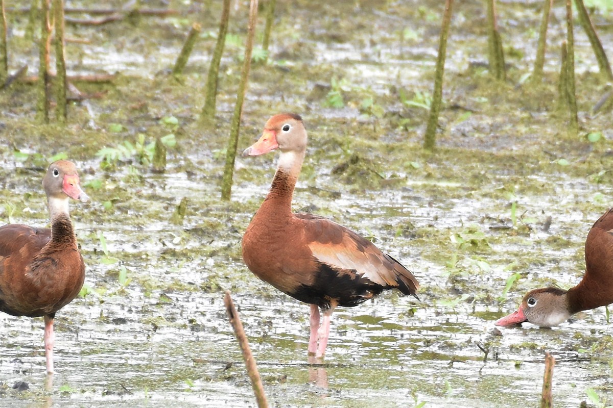 Black-bellied Whistling-Duck - ML625902524