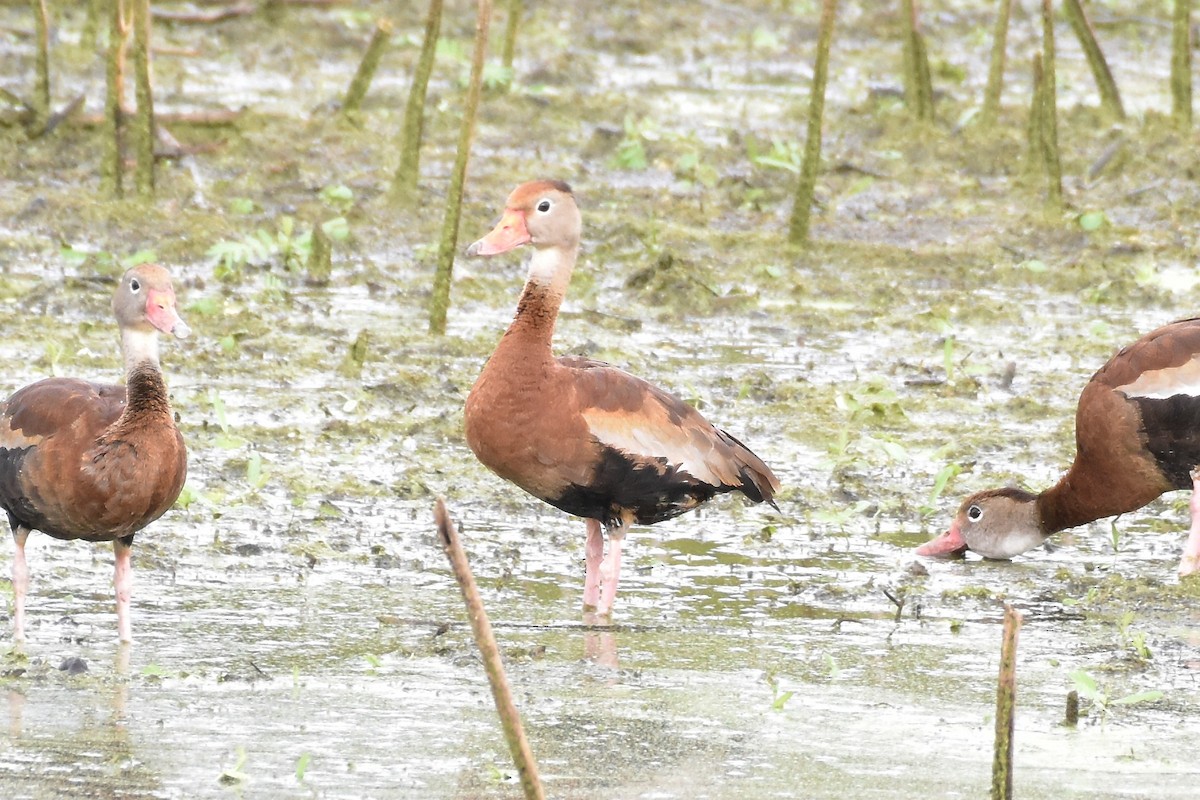 Black-bellied Whistling-Duck - ML625902545