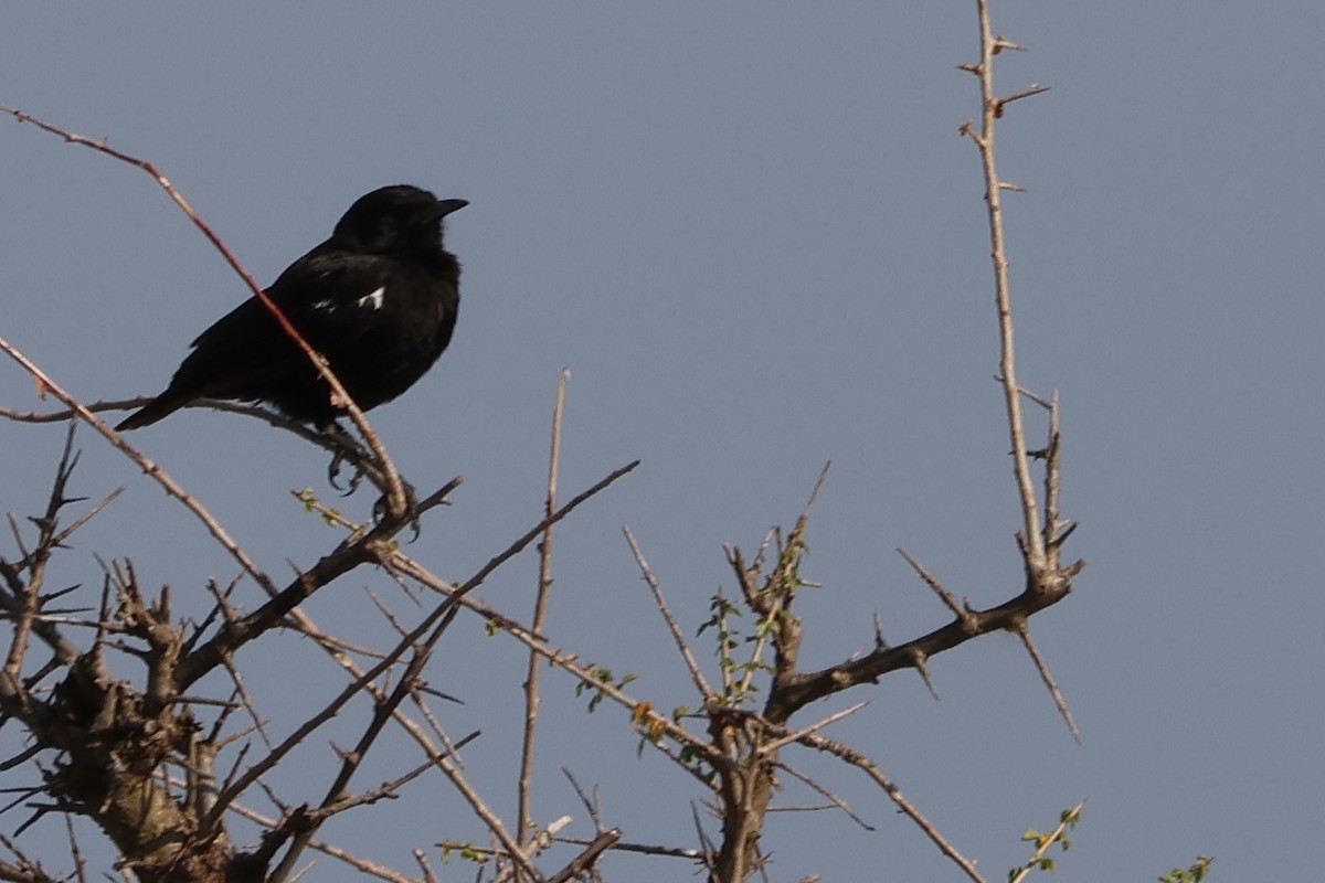 Sooty Chat - ML625902567