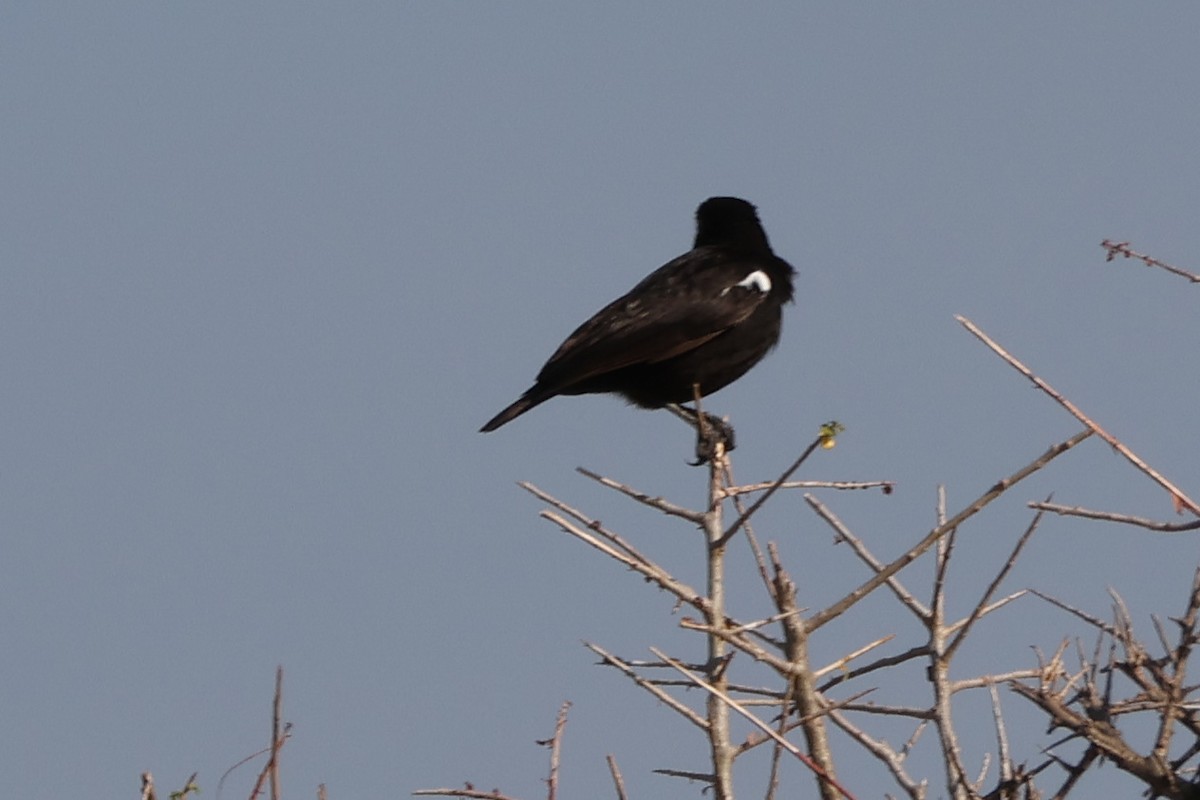 Sooty Chat - ML625902593