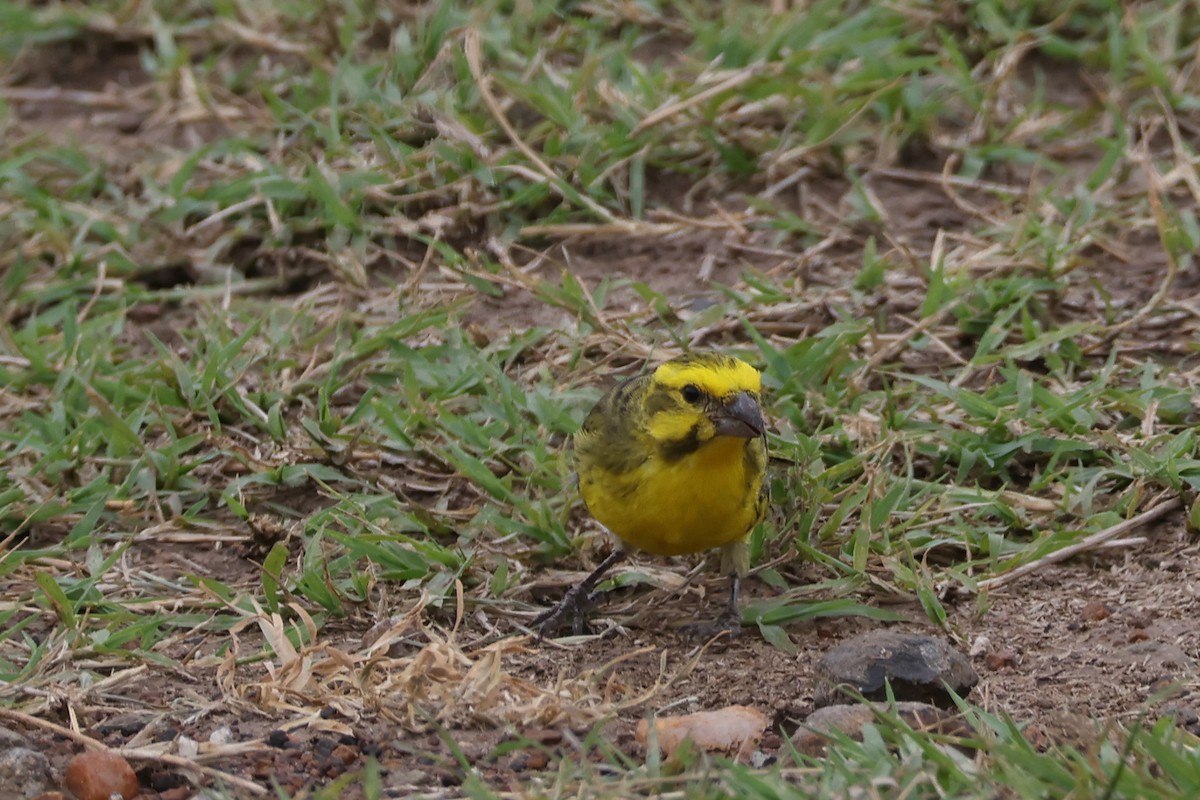 Yellow-fronted Canary - ML625902604