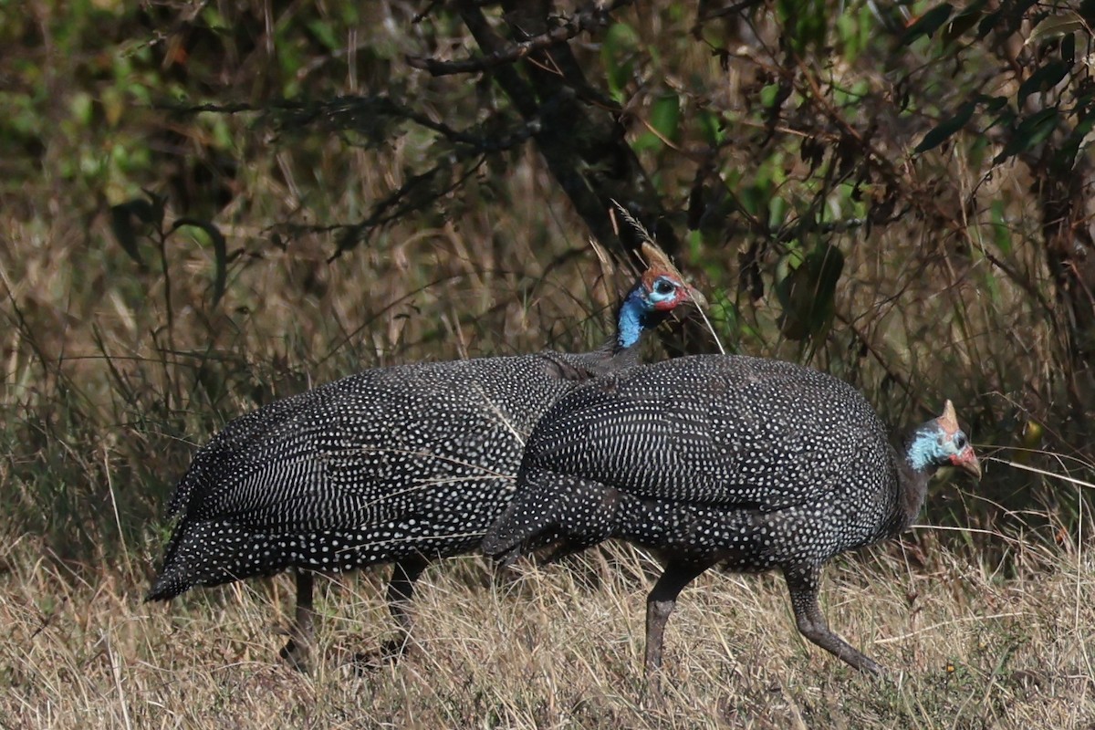 Helmeted Guineafowl - ML625903029