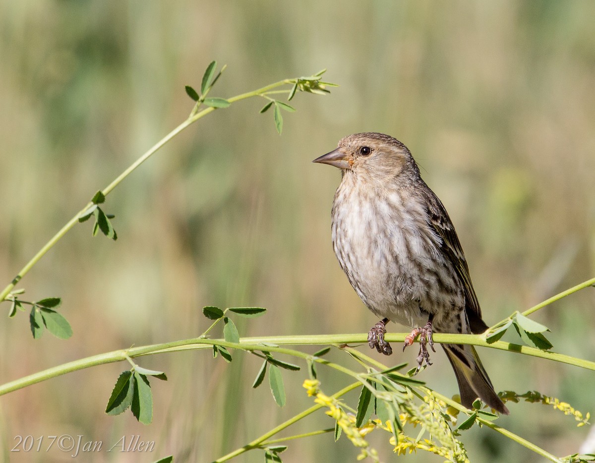 Pine Siskin - ML62590341