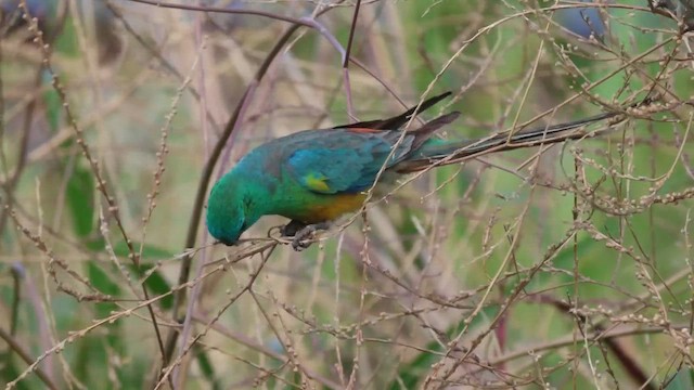 Red-rumped Parrot - ML625903549