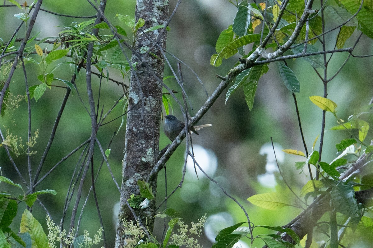 Bougainville Fantail - ML625903569