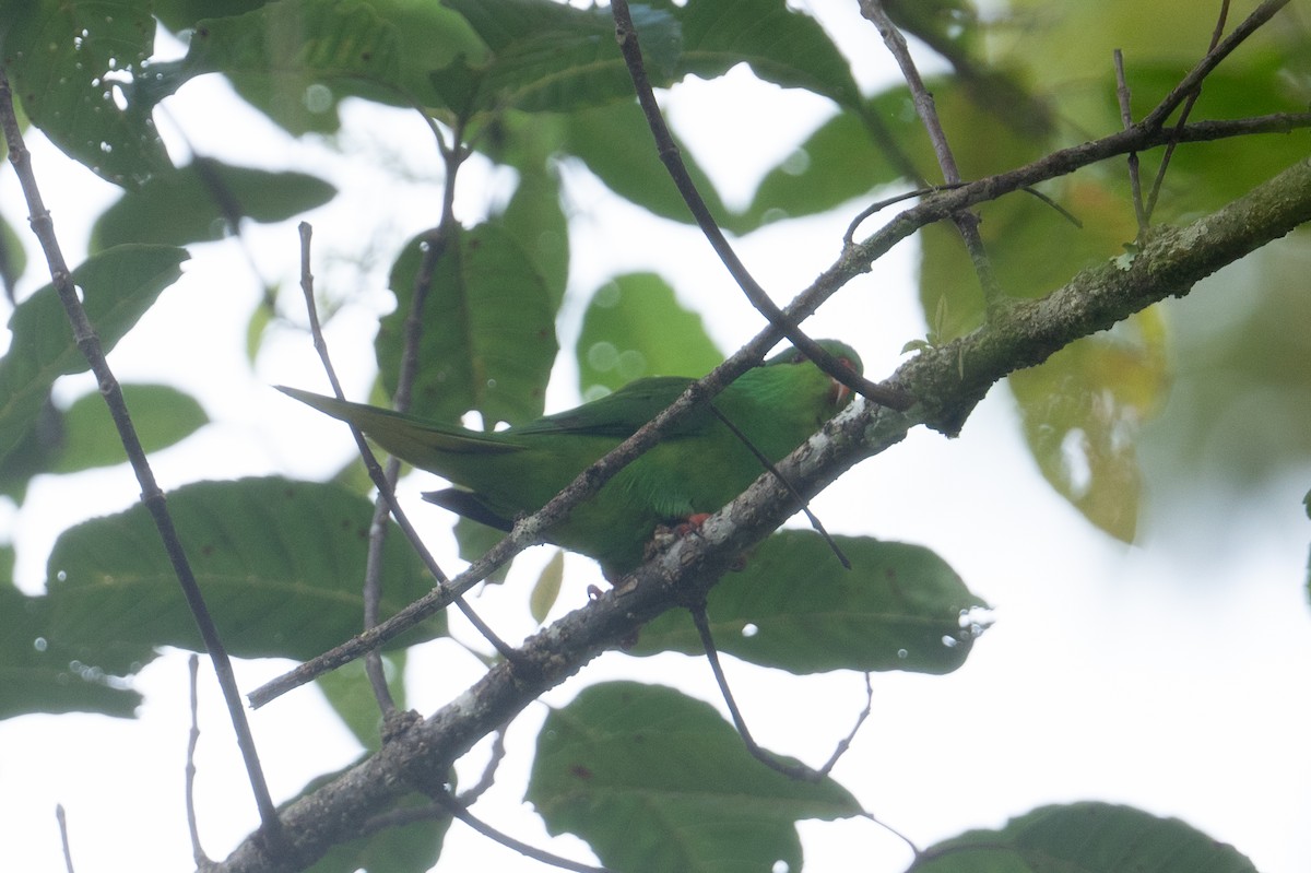 Meek's Lorikeet - ML625903616