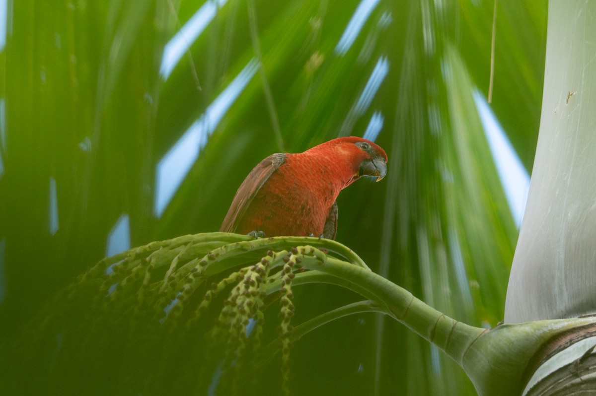 Cardinal Lory - ML625903620