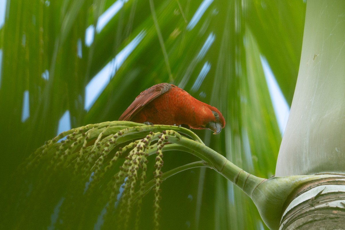 Cardinal Lory - ML625903622