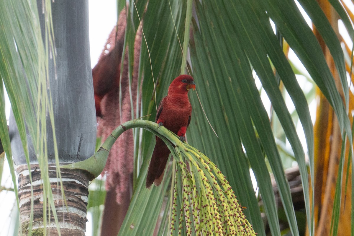 Cardinal Lory - ML625903623