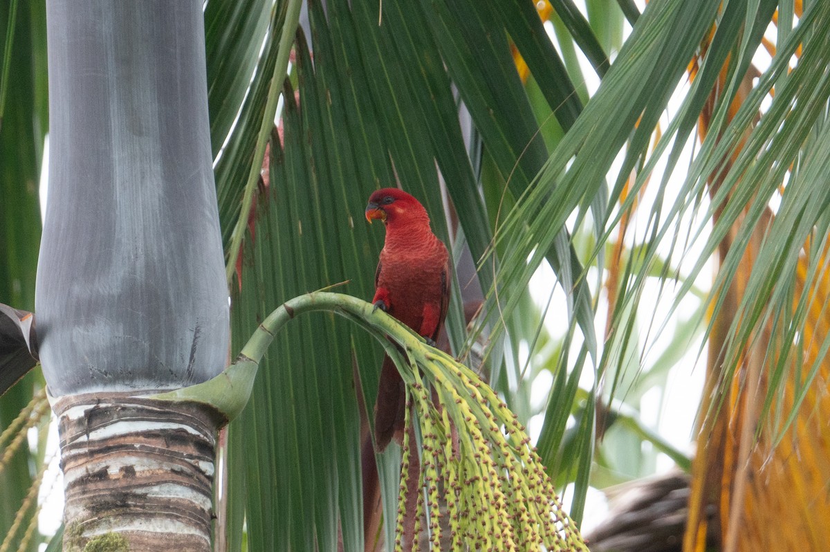 Cardinal Lory - ML625903625