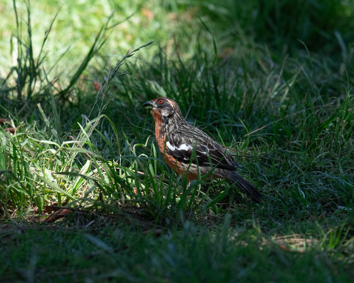 Rufous-tailed Plantcutter - ML625903645